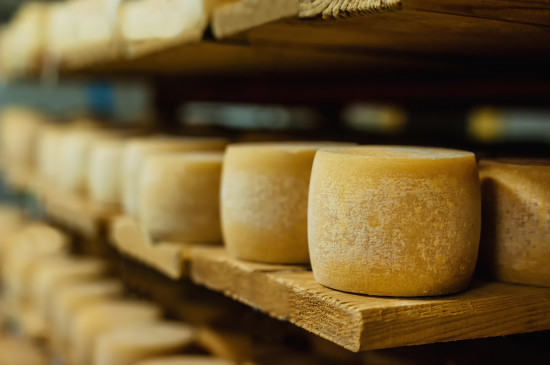 wheels of cheese in a maturing storehouse dairy cellar